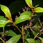 Miconia brevitheca Ліст