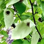 Davidia involucrata Kvet