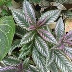 Strobilanthes cusia Листок