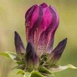 Gentiana pannonica Fleur
