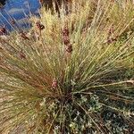 Juncus acutus Habitus