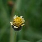 Tridax procumbens L.Blomst