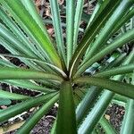 Ananas comosus Blad