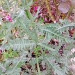 Achillea clypeolata Лист