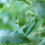 Capraria biflora 果實