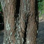 Prosopis pallida Bark