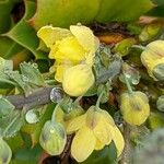 Berberis bealei Λουλούδι