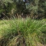 Carex paniculata Kvet