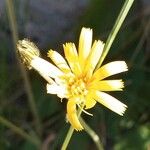 Hieracium murorum Kvet