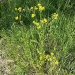 Rorippa austriaca Habit