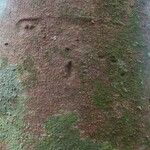 Abarema gallorum Ŝelo