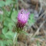 Cirsium andersonii Flor