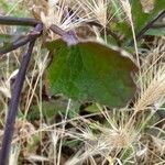 Brassica barrelieri List