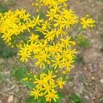 Senecio ampullaceus Кветка