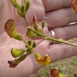 Cajanus cajan Flower