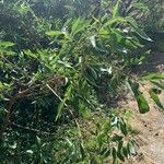 Ficus cordata Hoja