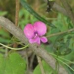 Vigna angivensis Flower