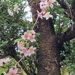 Prunus mahalebപുഷ്പം