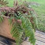 Dicksonia antarctica Leaf