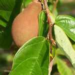 Theobroma grandiflorum Fruto