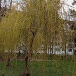 Salix babylonica आदत