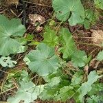 Malva parviflora Folha