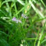 Lychnis flos-cuculi Blüte