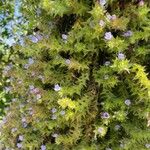 Echium parviflorum Flor