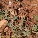 Astragalus stella Habit