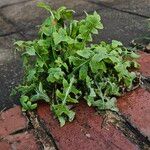 Sonchus oleraceus ശീലം