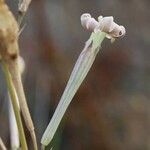 Silene bupleuroides Çiçek