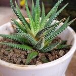 Haworthia attenuata পাতা