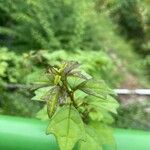 Gmelina philippensis Frunză