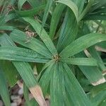 Cyperus albostriatus Leaf