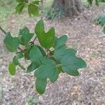 Acer sempervirens Blad