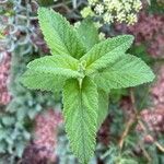 Teucrium hircanicum Leaf