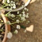 Gypsophila paniculata Blüte