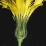 Hieracium nobile Flower