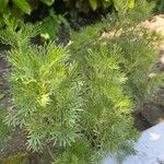 Artemisia abrotanum Leht