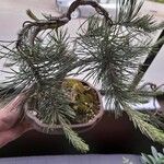 Pinus sylvestris Blatt