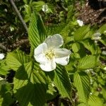 Rhodotypos scandens Alia