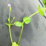 Torenia crustacea Blad