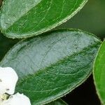 Cotoneaster dammeri List