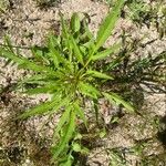 Bidens radiata Leaf