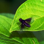 Viburnum ellipticum Leaf