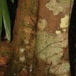 Licania latifolia പുറംതൊലി
