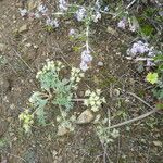 Lomatium dasycarpum Хабит