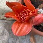 Haemanthus coccineus Floare