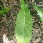 Crepis paludosa Leaf