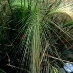 Hordeum jubatum Blatt